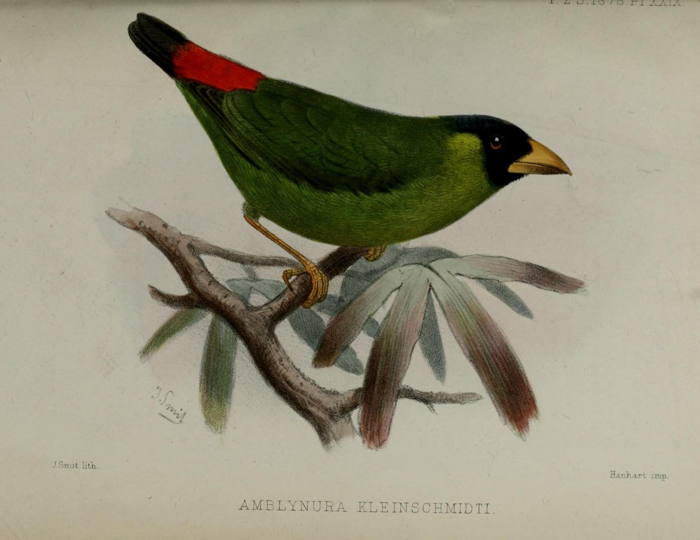 Blue-faced Parrotfinch