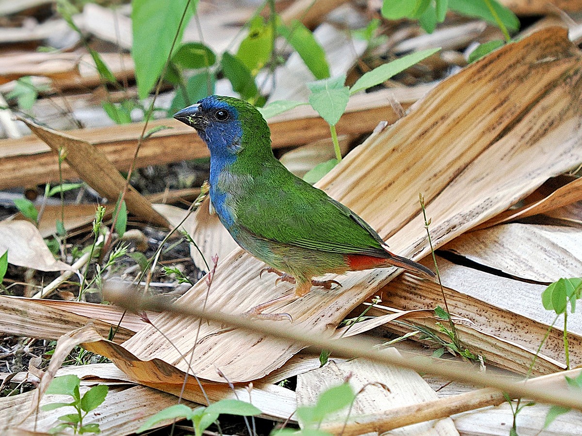 Blue-faced Parrotfinch