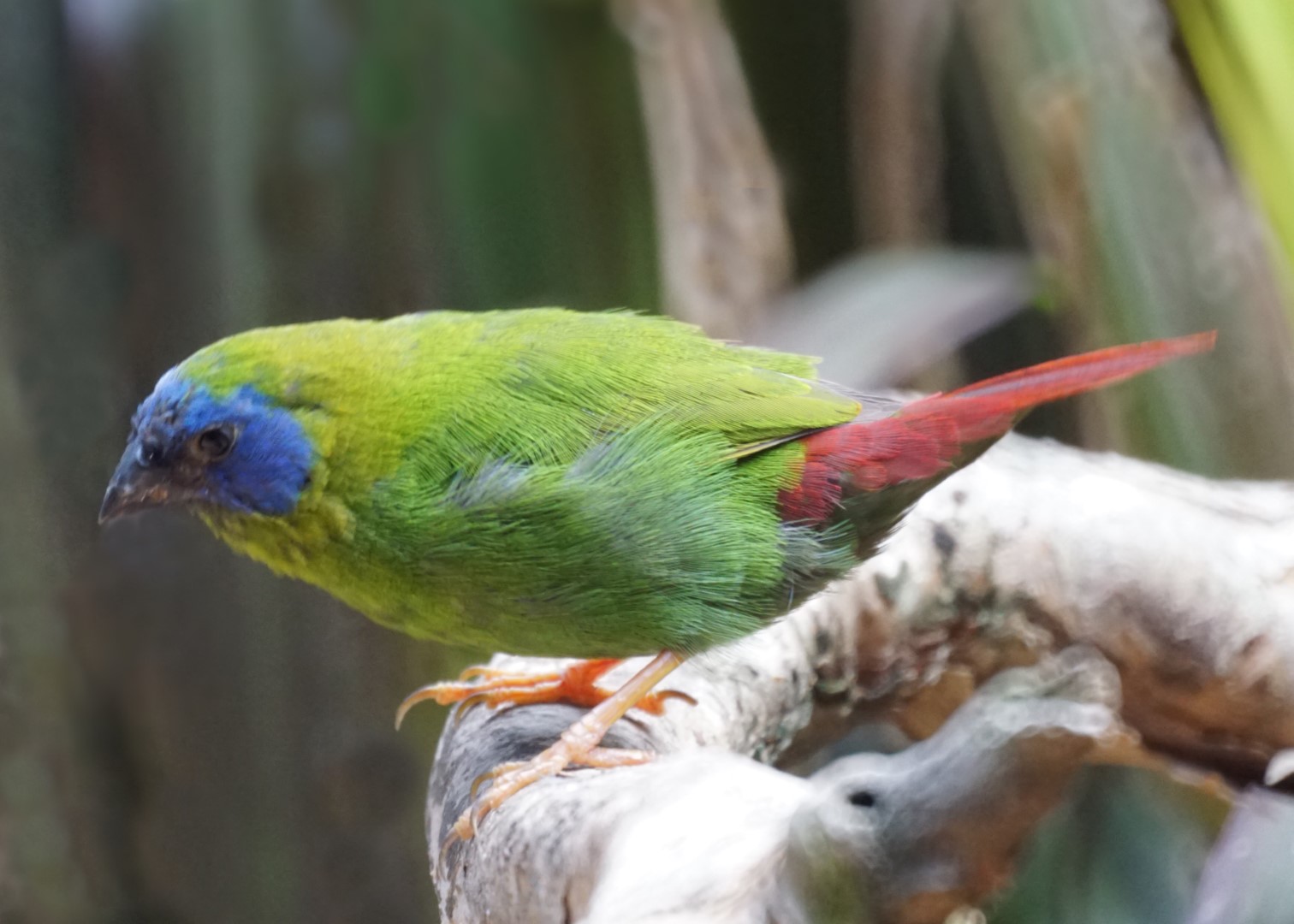 Blue-faced Parrotfinch