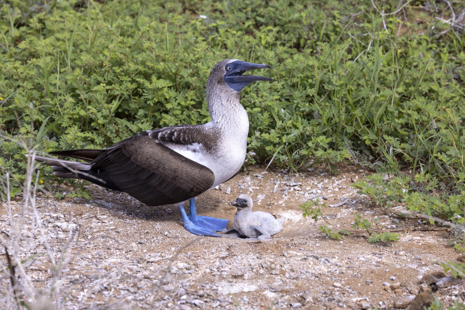 Blue-footed booby