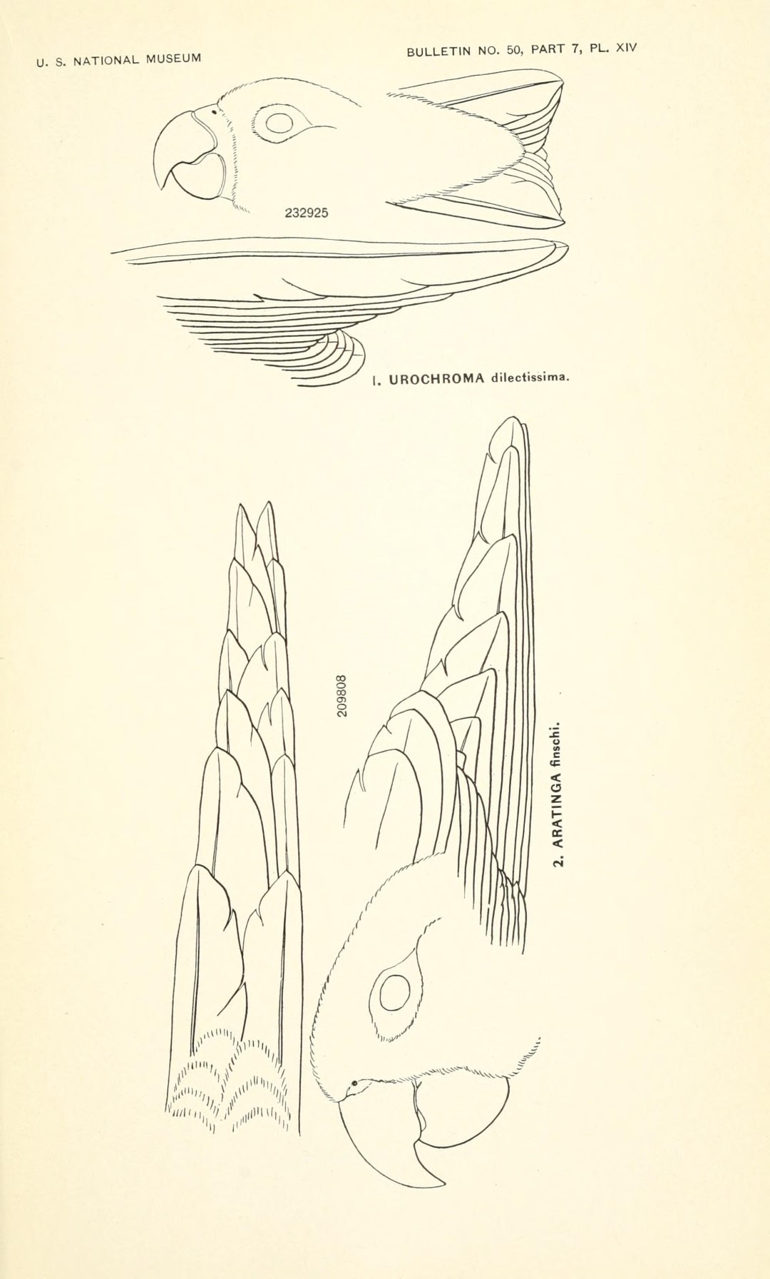 Blue-fronted Parrotlet