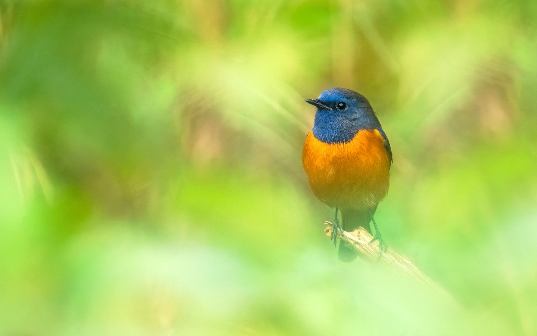Blue-fronted Redstart