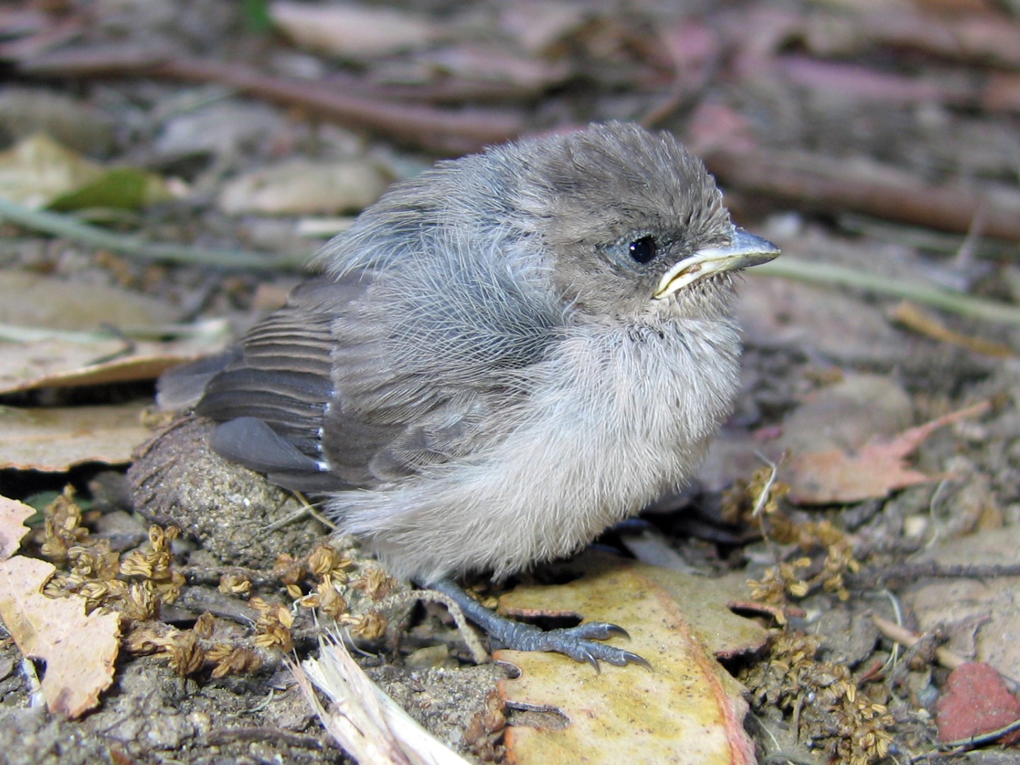 Blue-gray Gnatcatcher