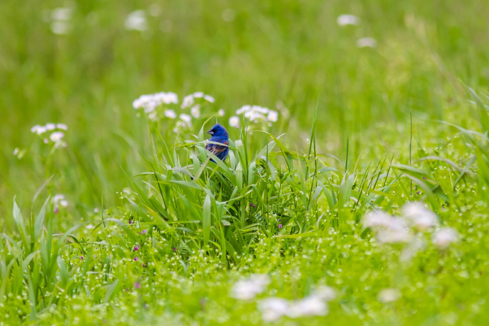 Blue Grosbeak