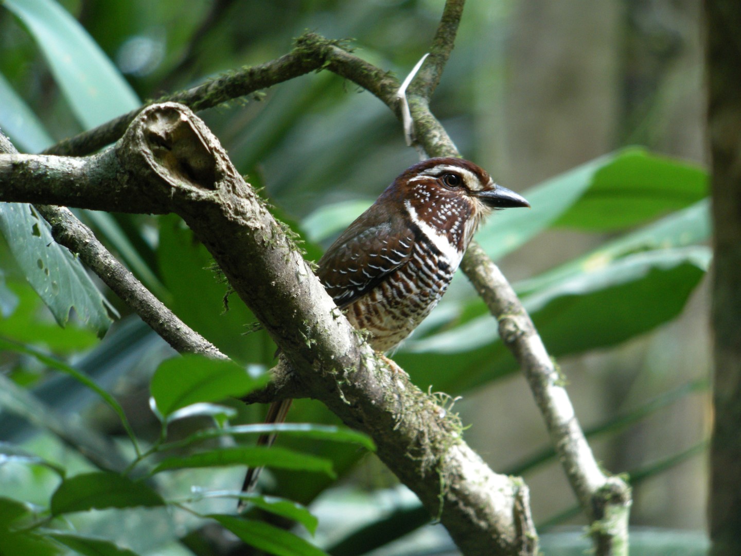 Blue-headed Crested Flycatcher