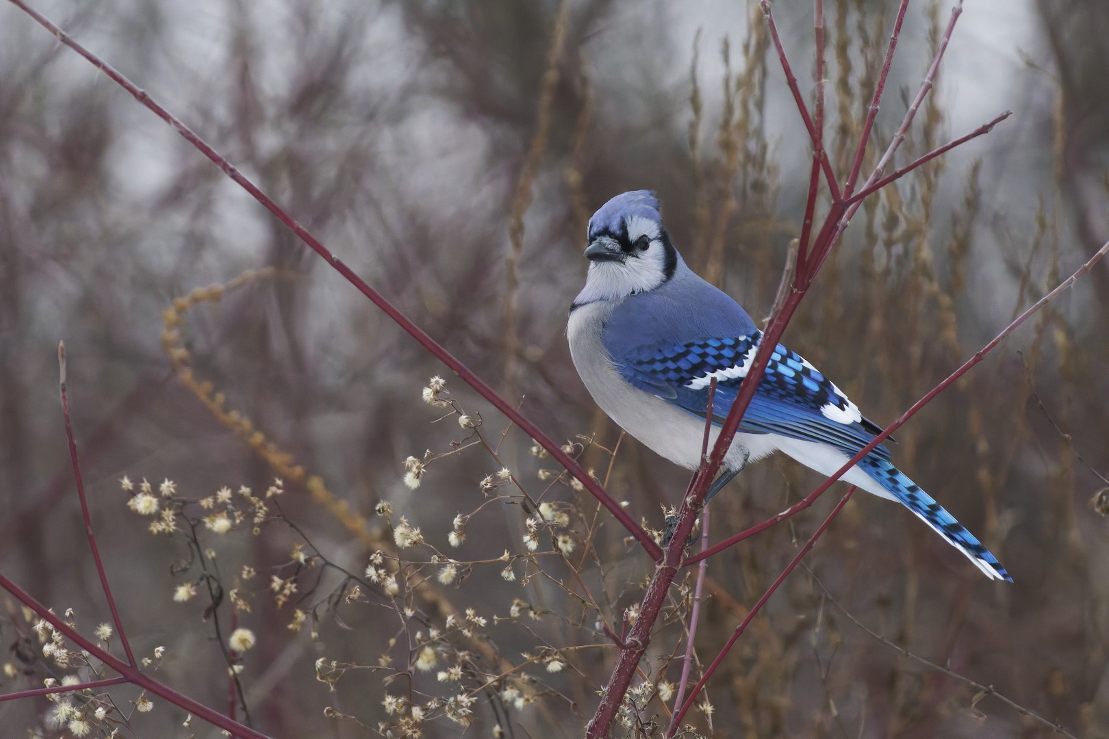 Blue Jay