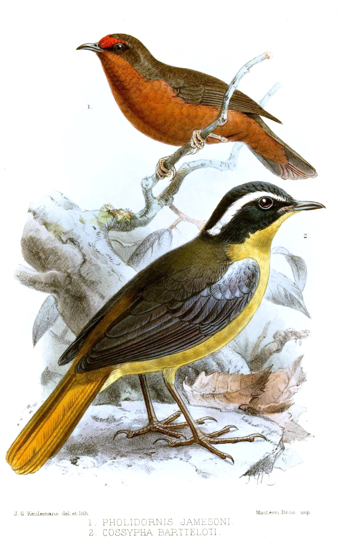 Blue-mantled Crested Flycatcher