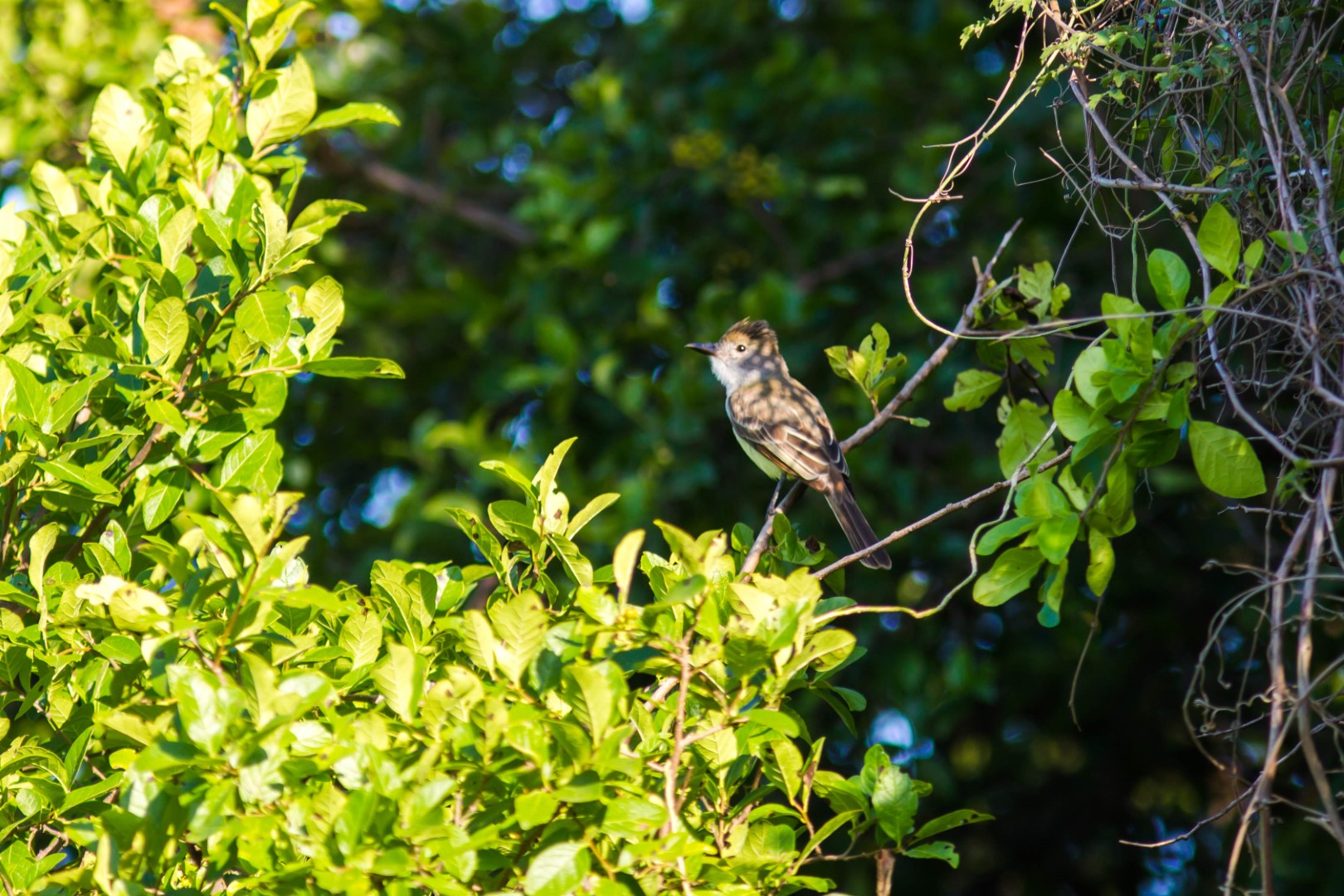 Blue-mantled Crested Flycatcher