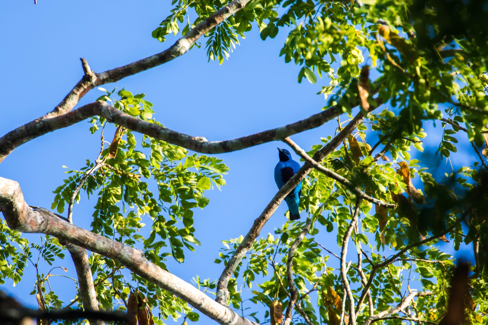 Blue-naped Chlorophonia