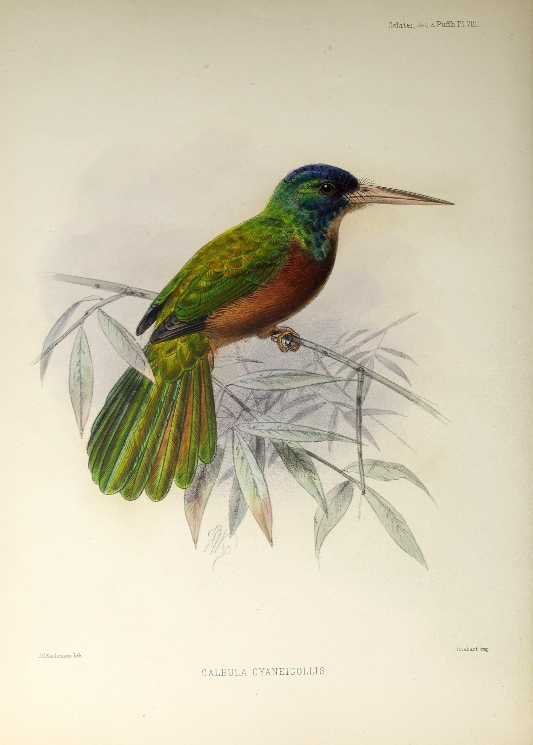 Blue-necked Jacamar