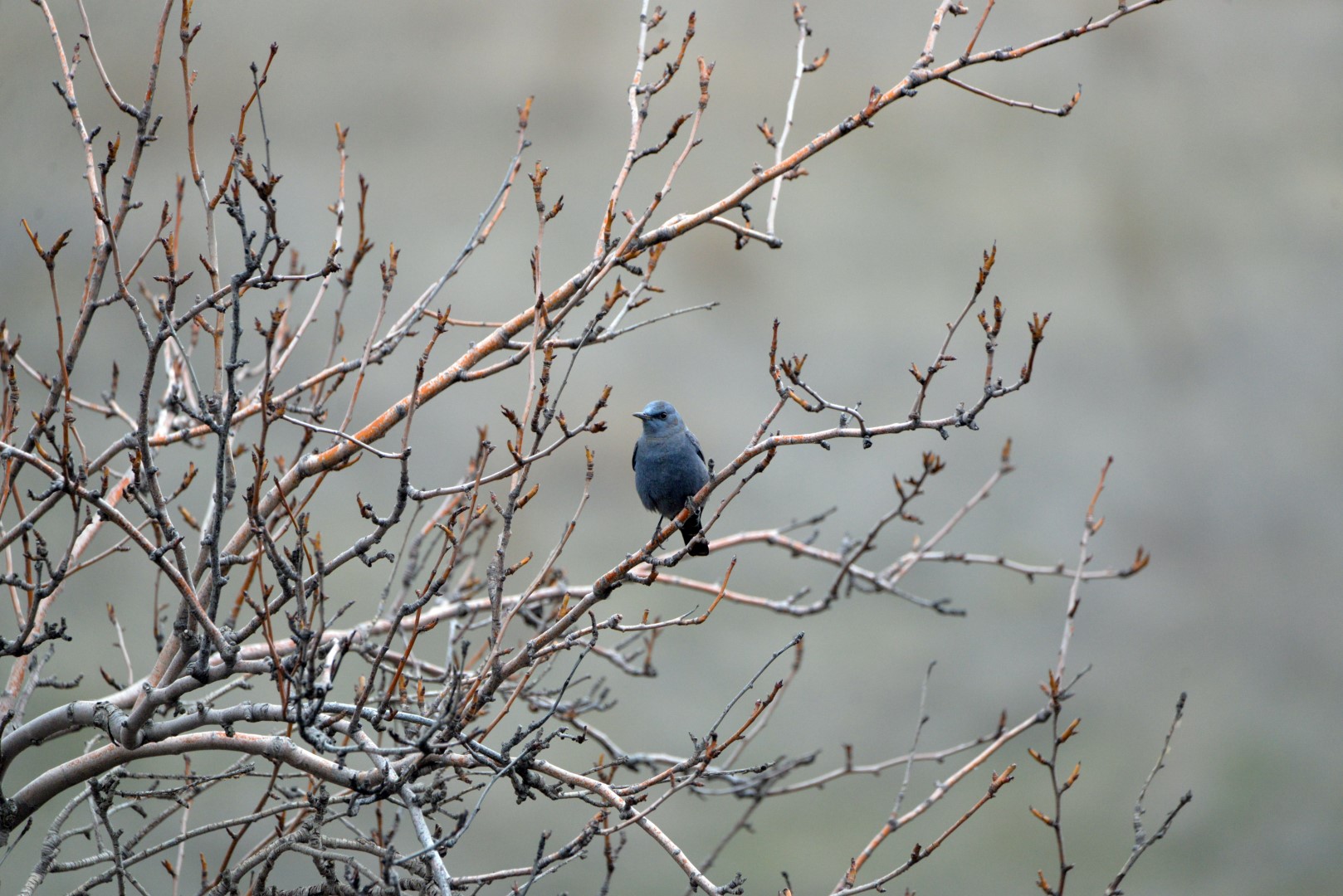 Blue Rock Thrush