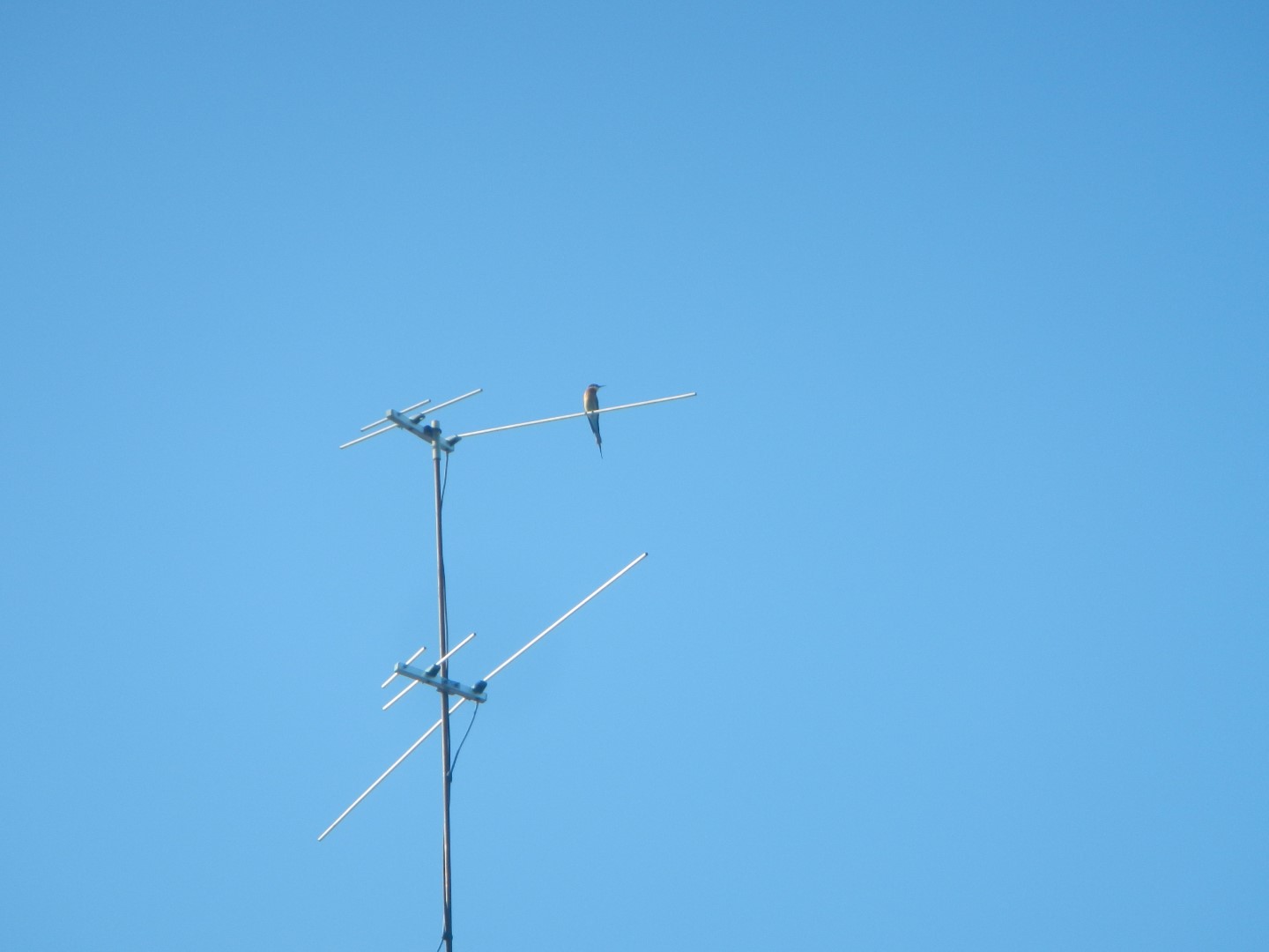 Blue-tailed Bee-eater