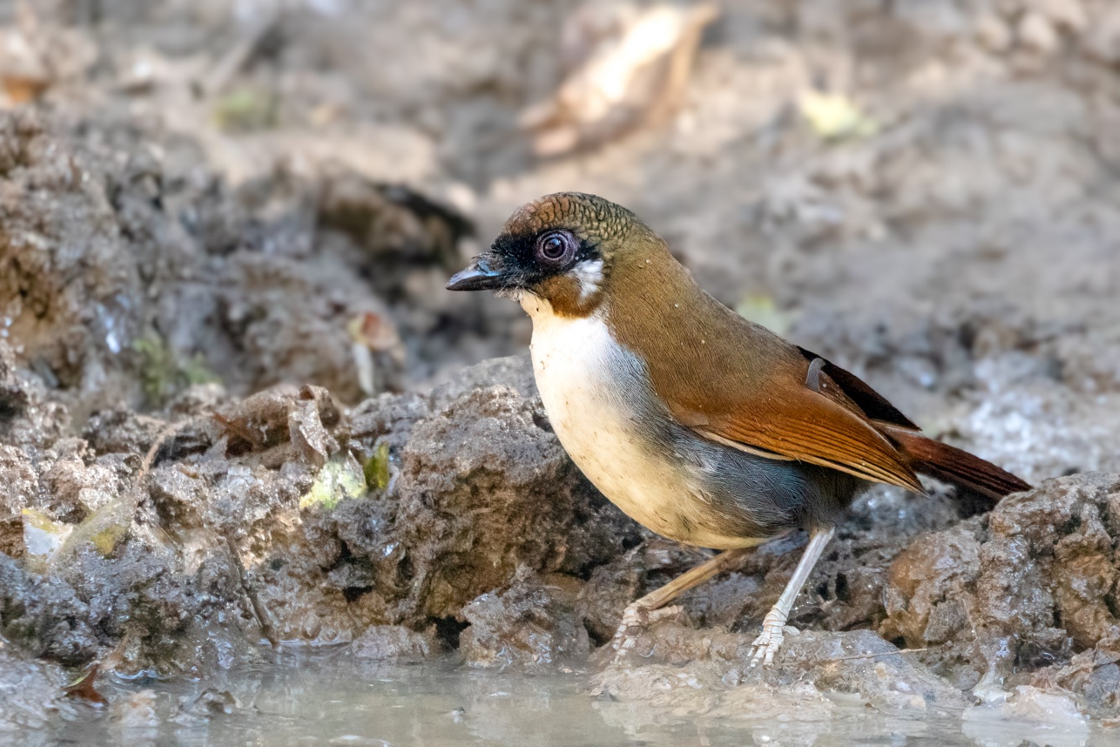 Blue-throated Barbet
