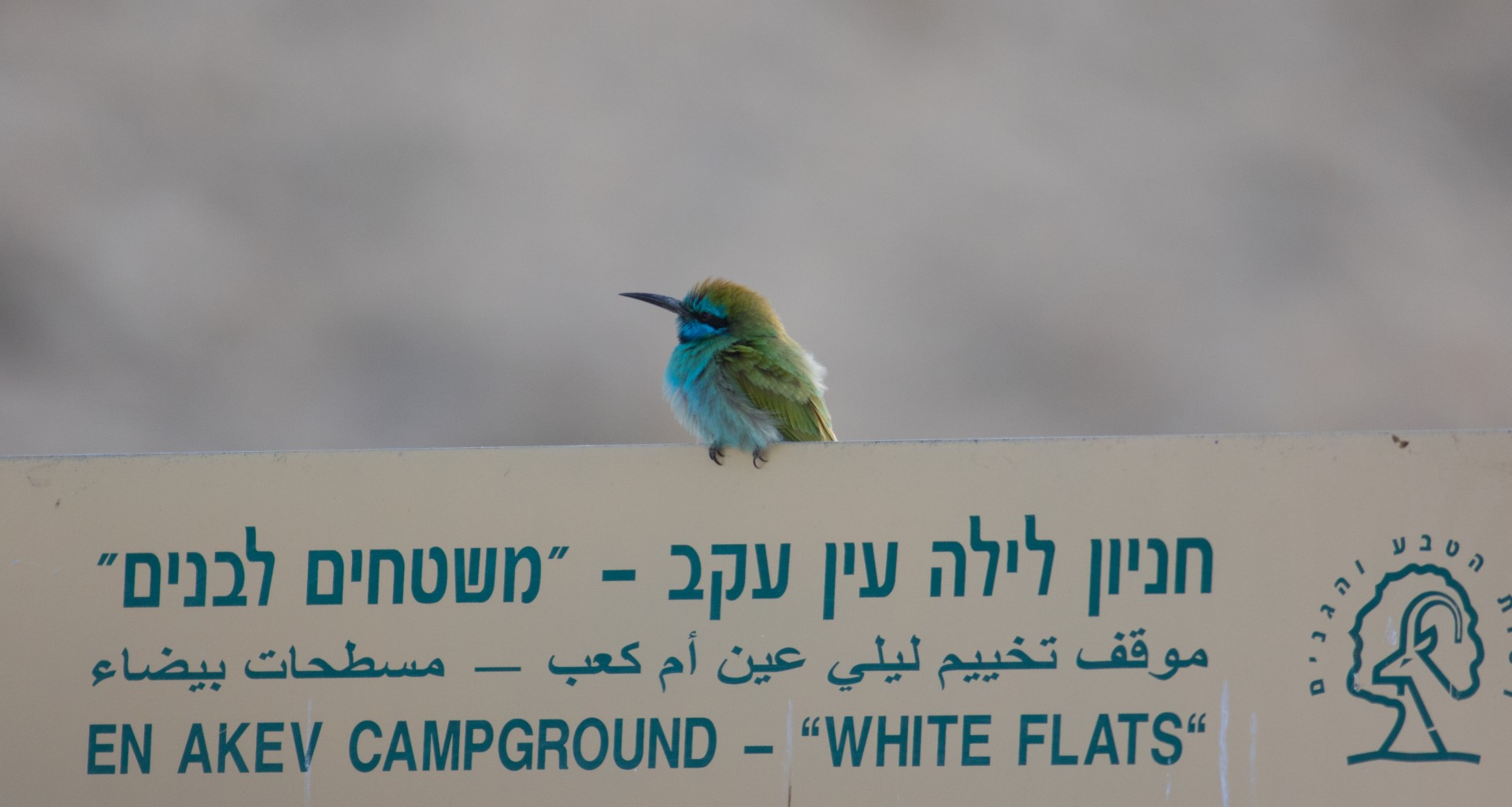 Blue-throated Bee-eater