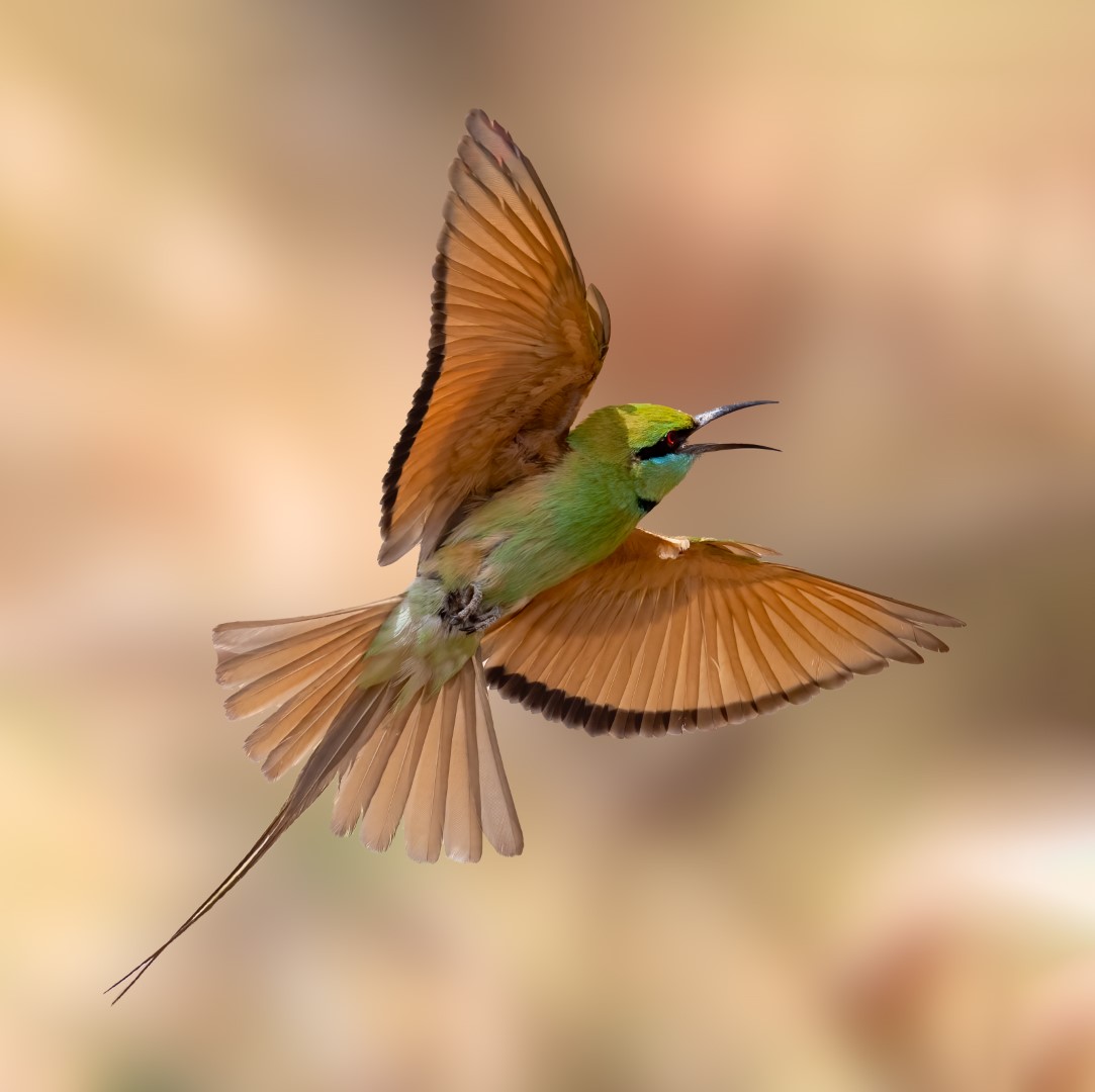 Blue-throated Bee-eater