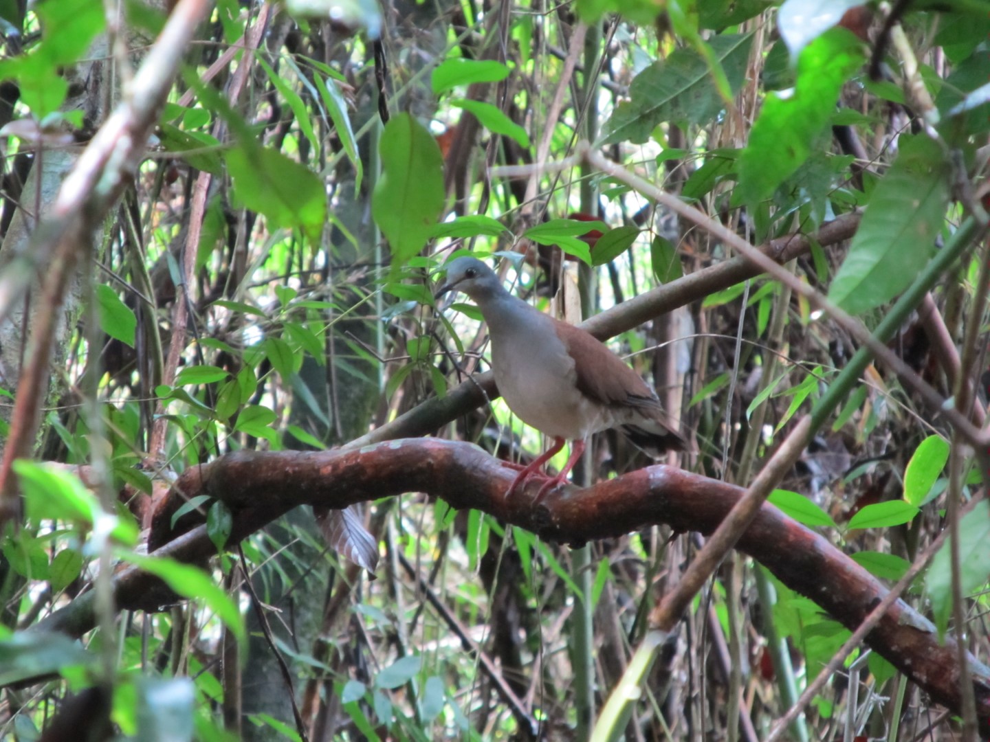 Blue-throated Hillstar