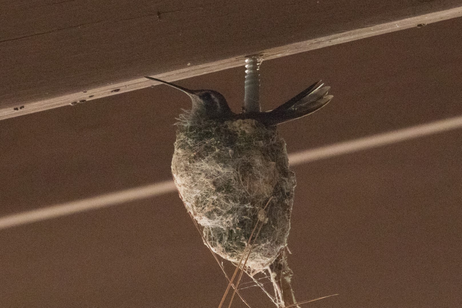 Blue-throated Mountain-gem