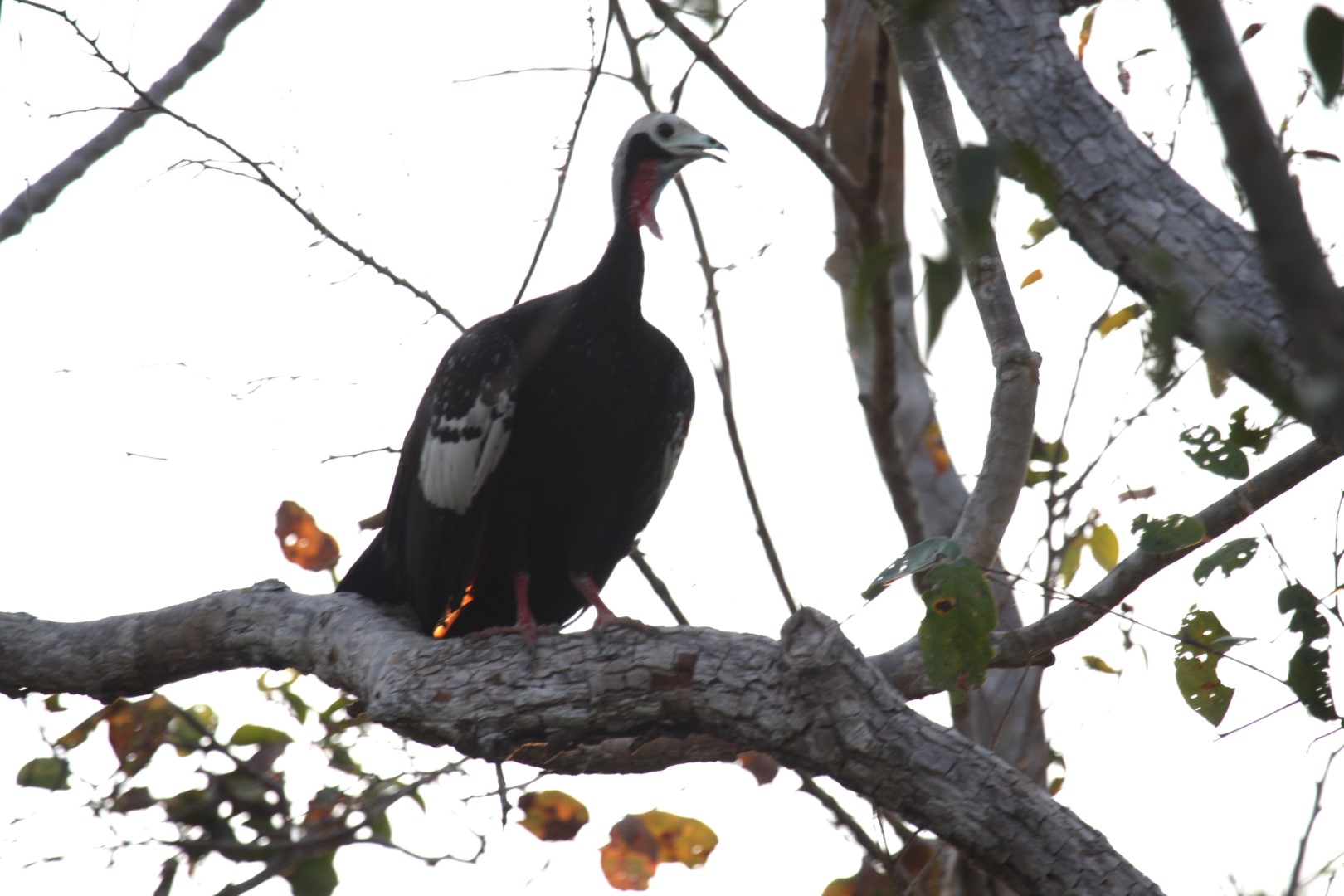 Blue-throated Piping Guan