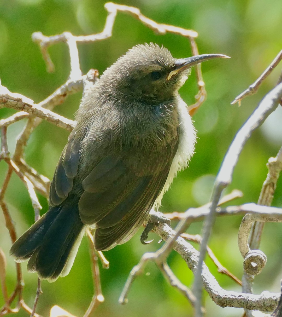 Blue-throated Sunbird