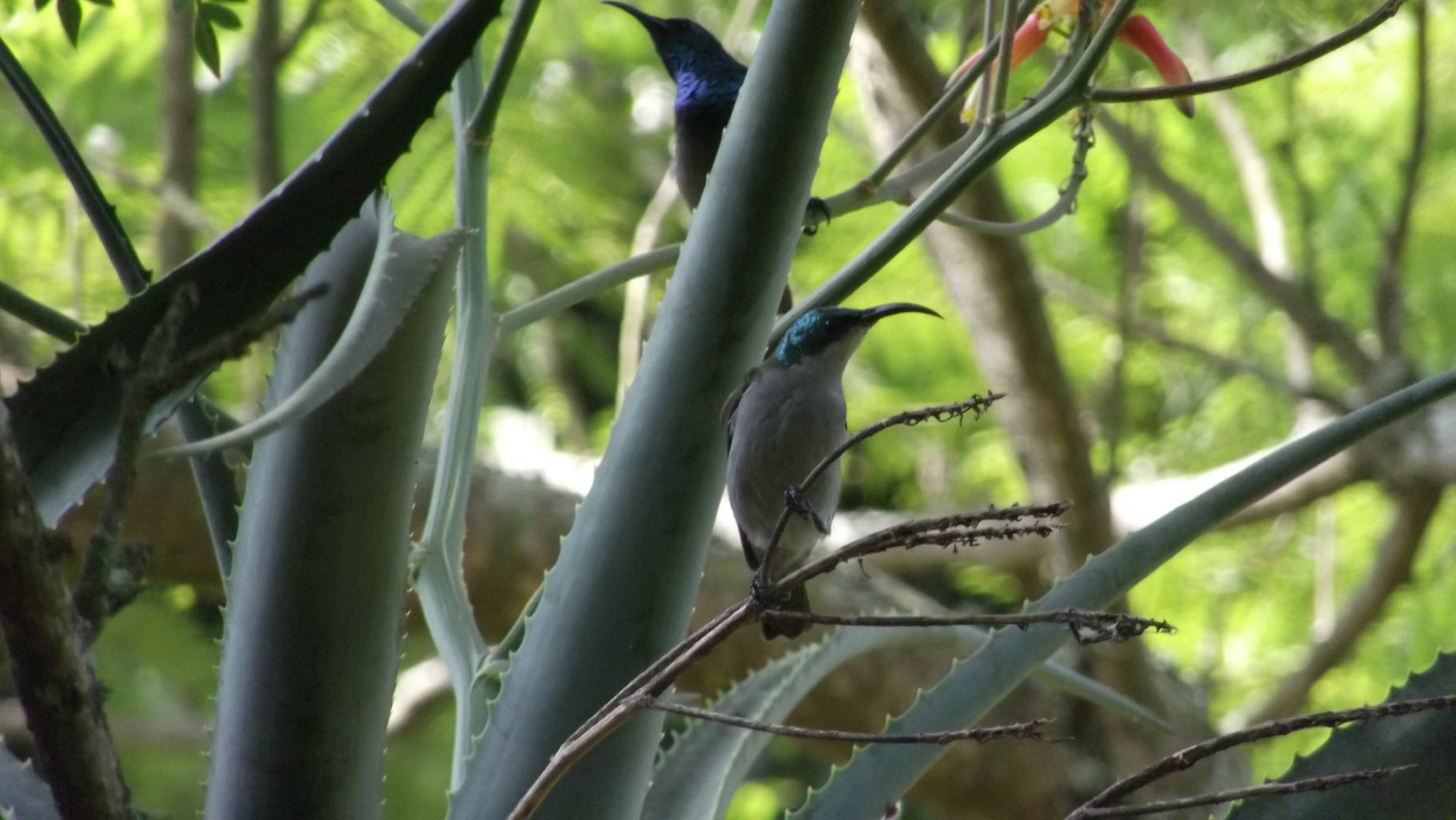 Blue-throated Sunbird