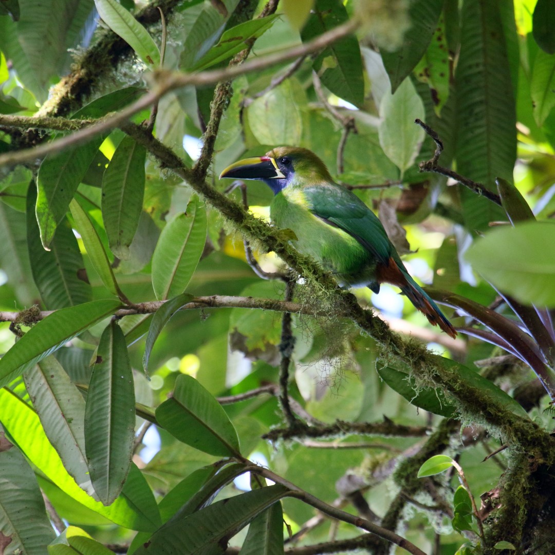 Blue-throated Toucanet