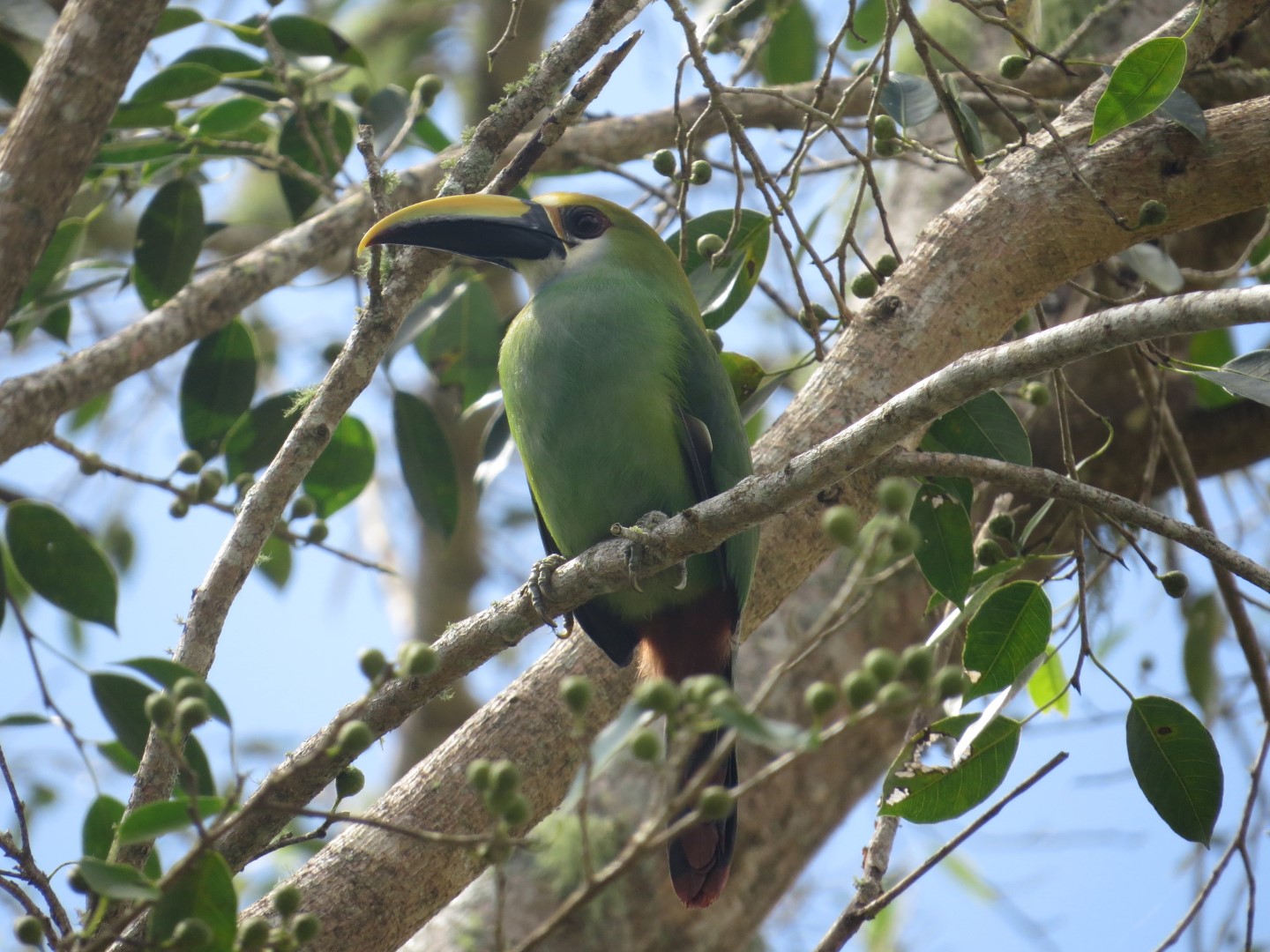 Blue-throated Toucanet