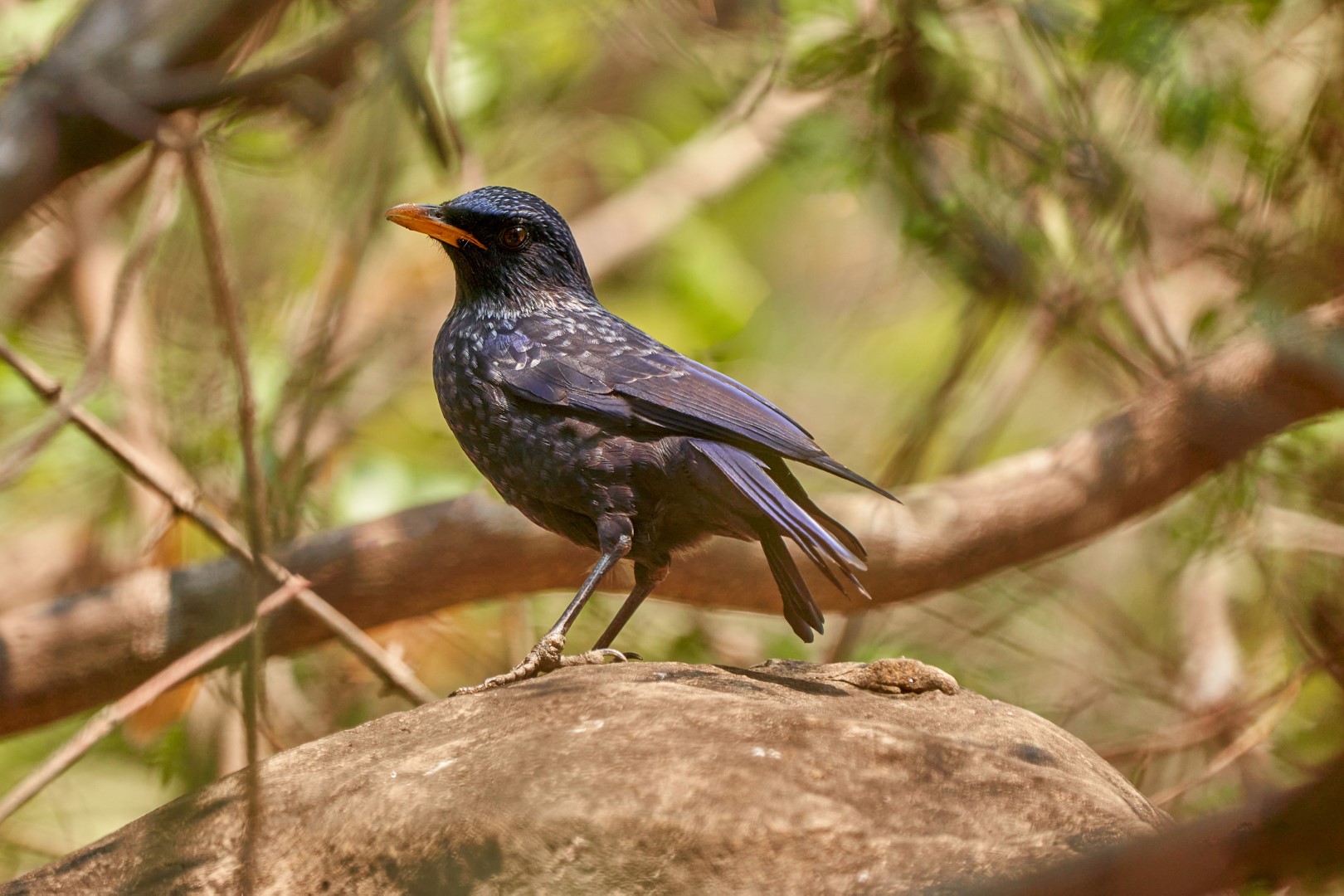 Blue Whistling Thrush