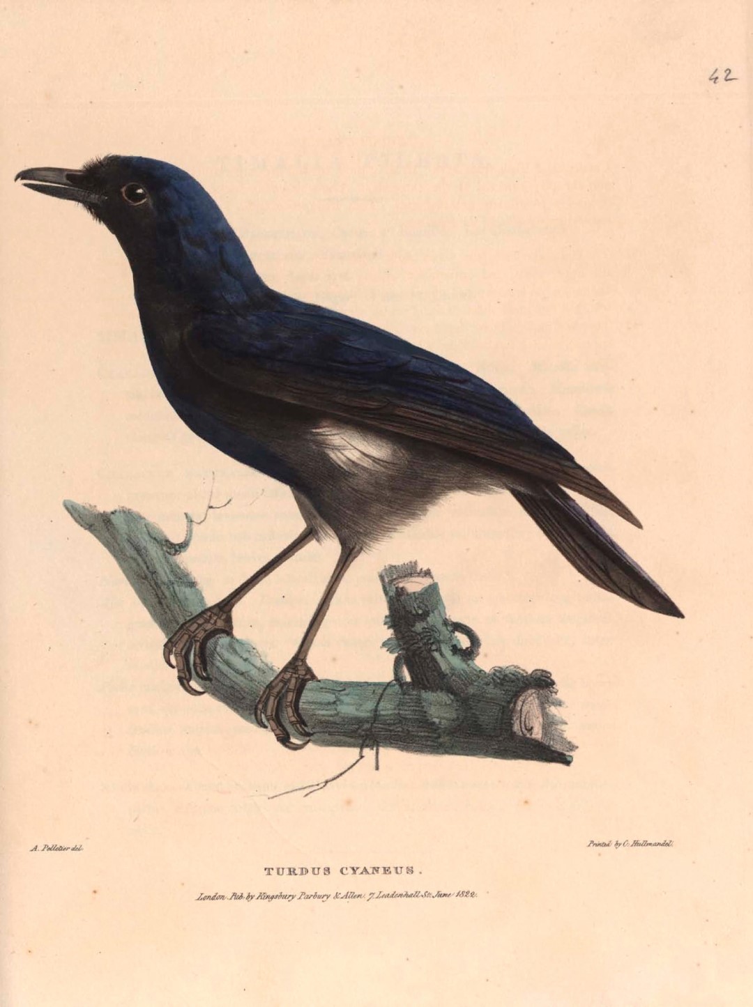 Blue Whistling Thrush