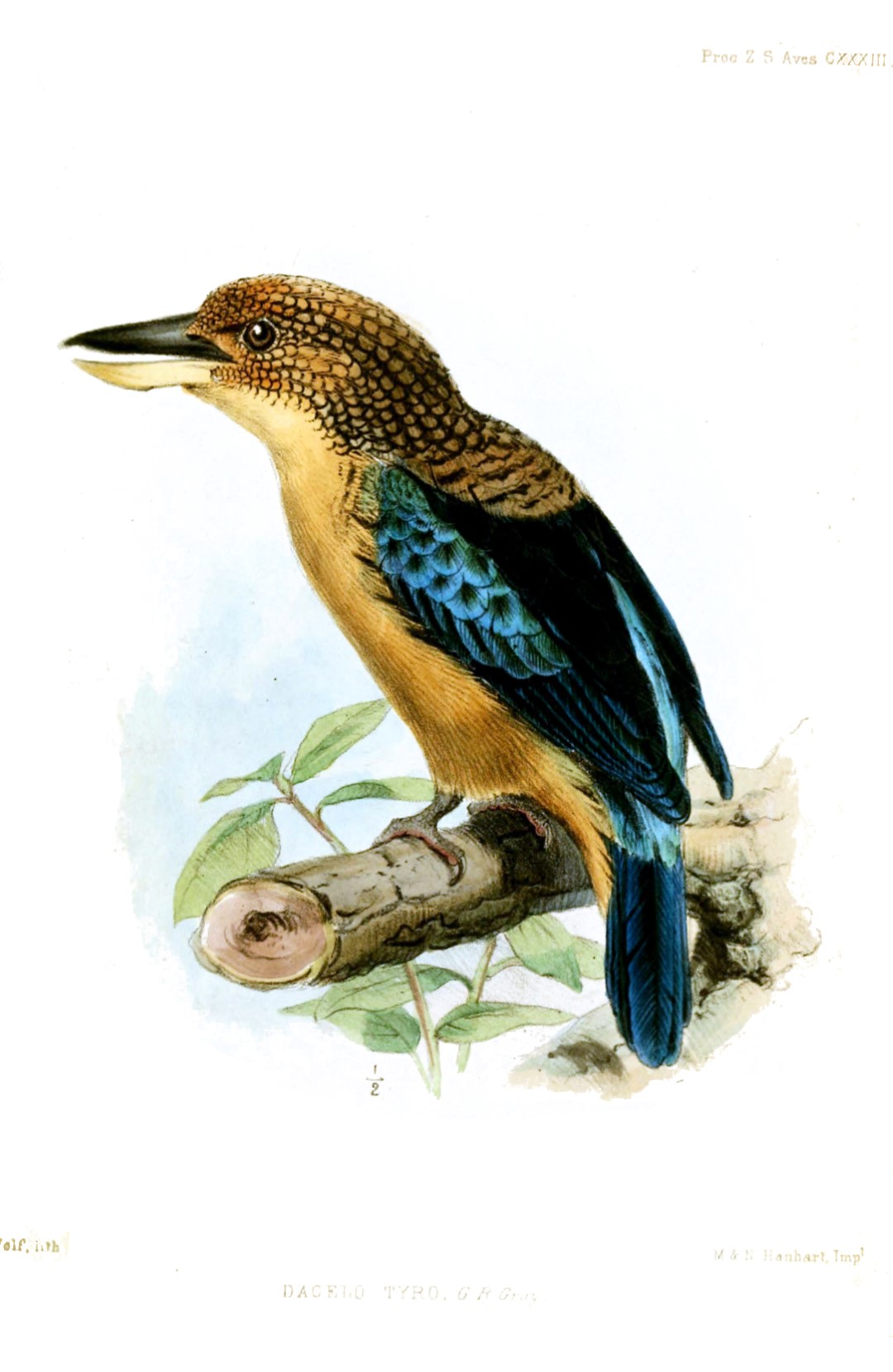 Blue-winged Kookaburra