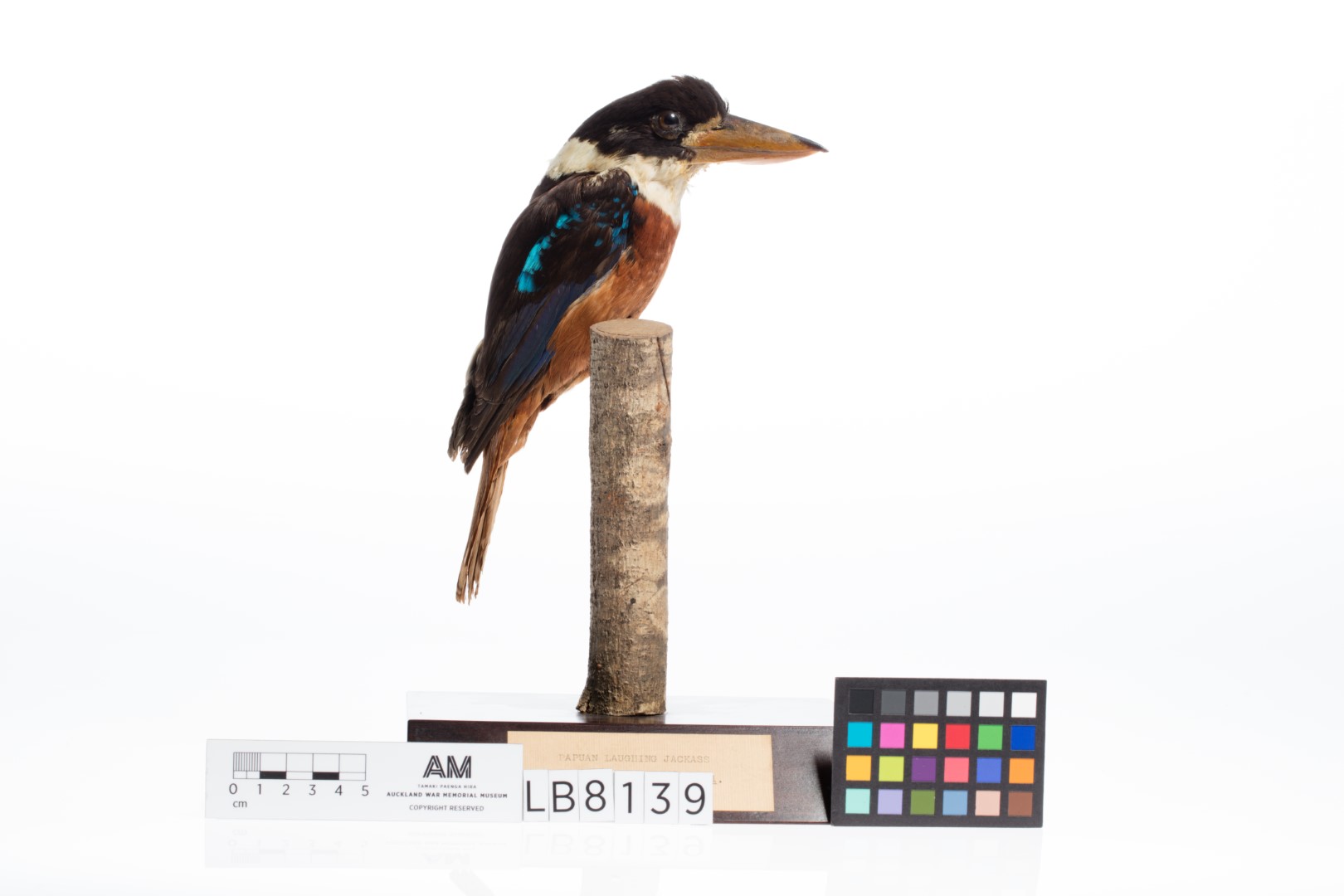 Blue-winged Kookaburra