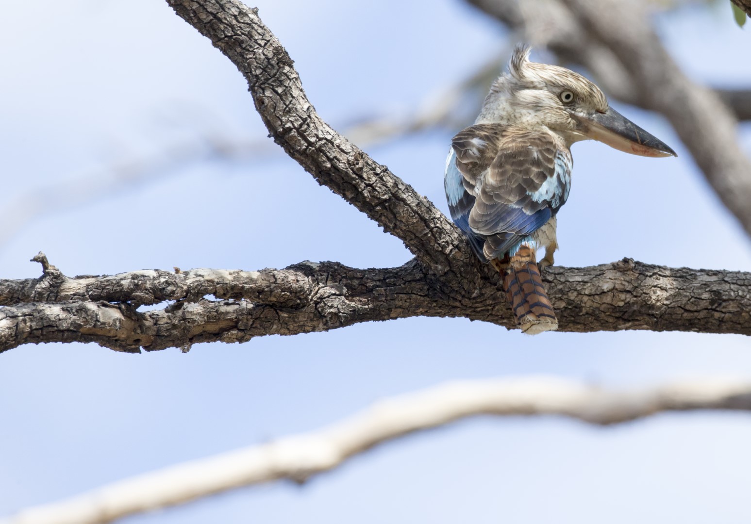 Blue-winged Kookaburra