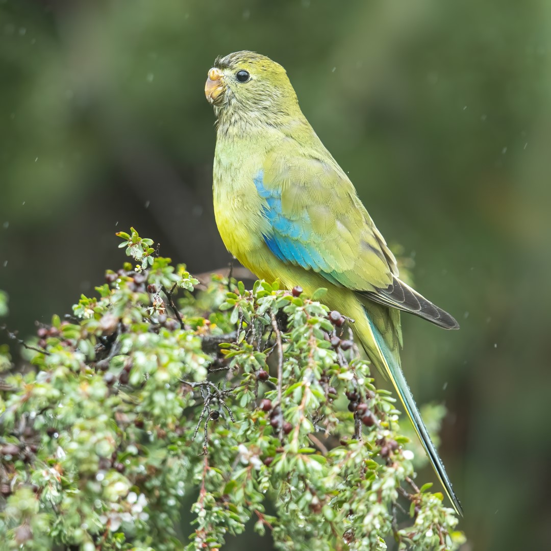 Blue-winged Parrot