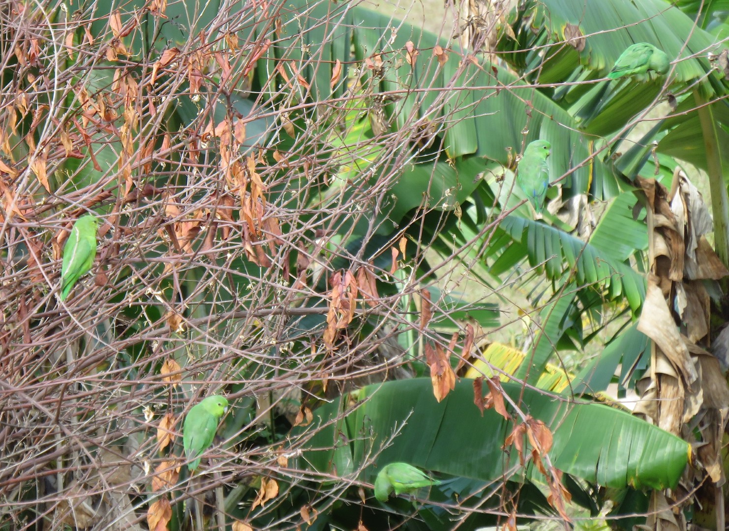 Blue-winged Parrotlet