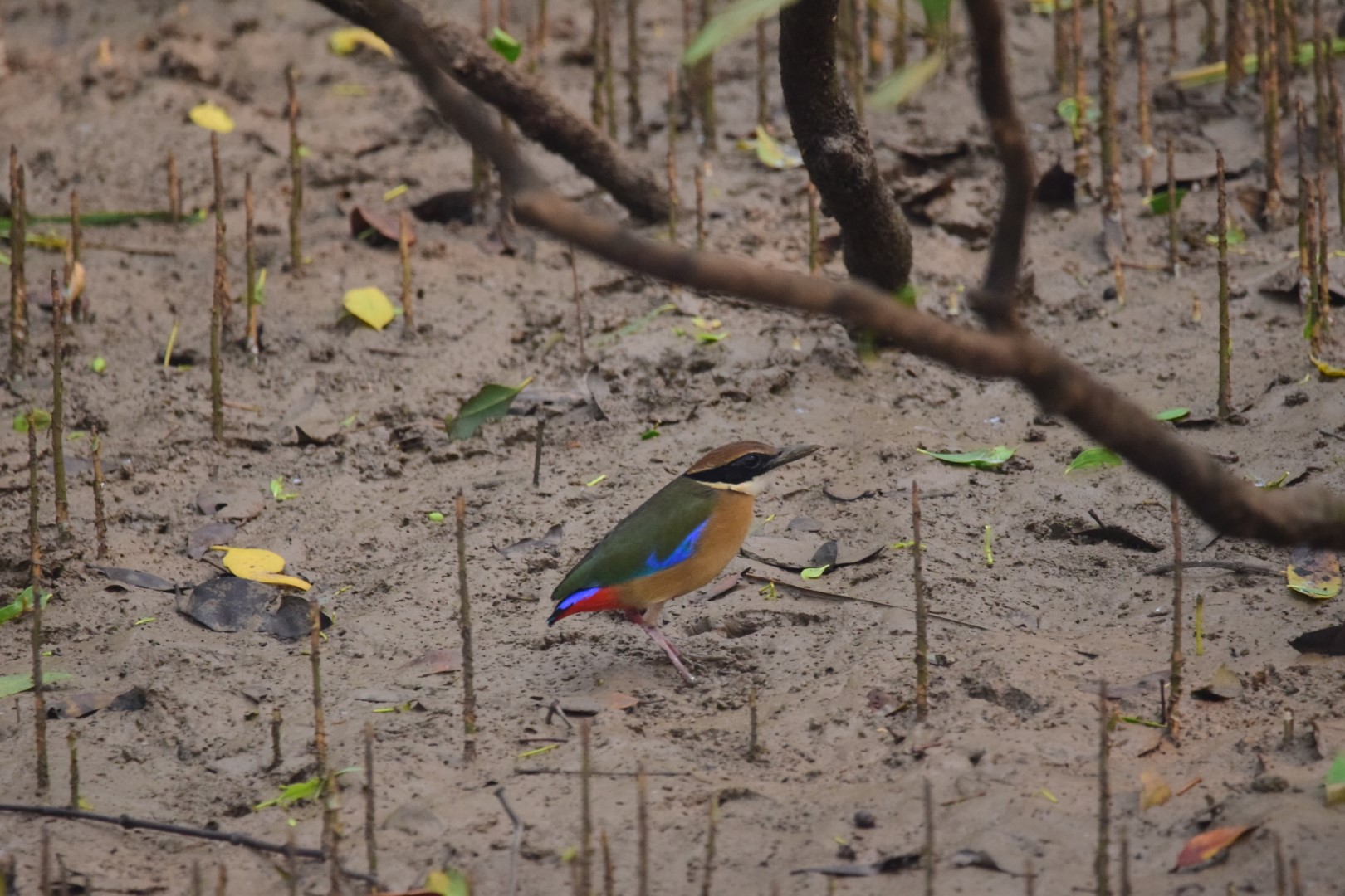 Blue-winged Pitta