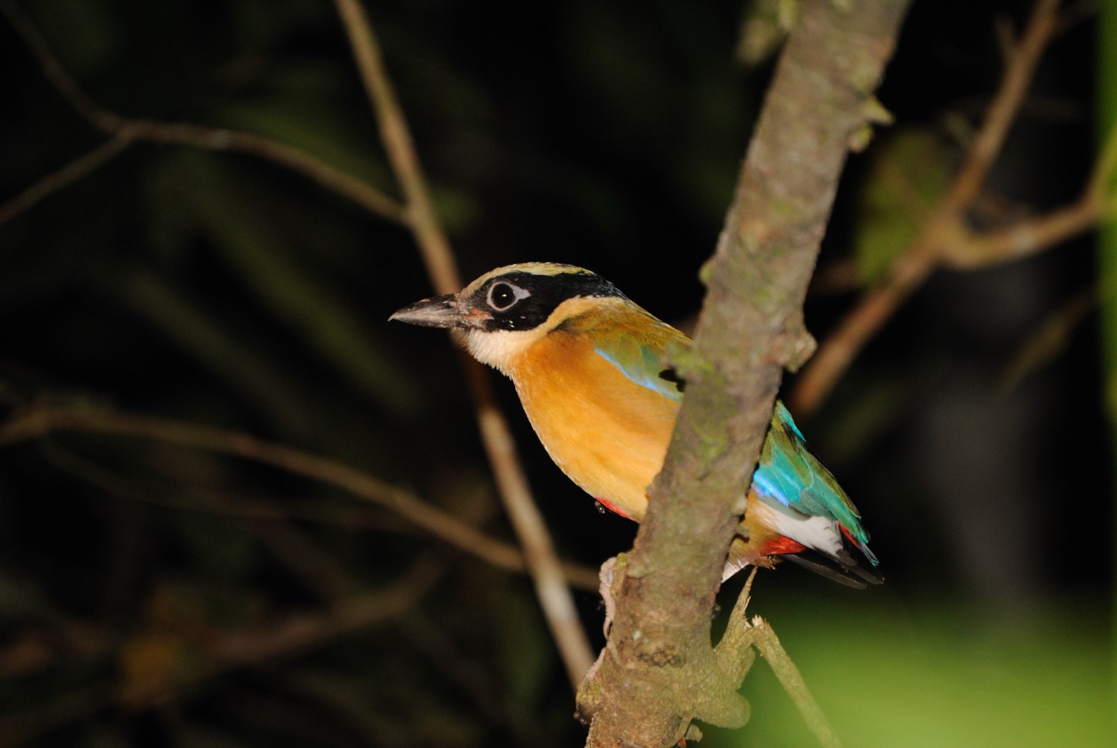 Blue-winged Pitta
