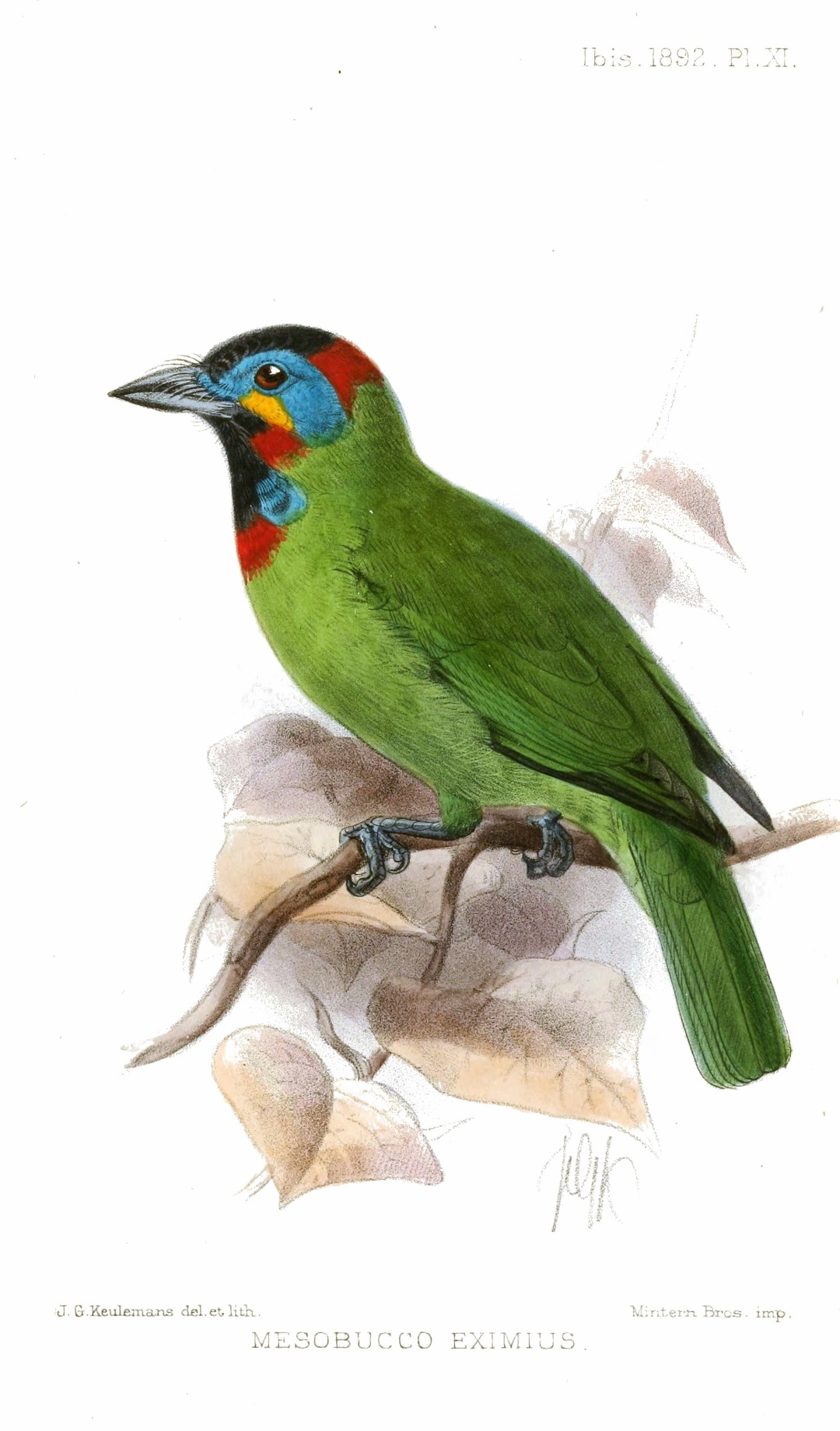 Blyth's brown hornbill