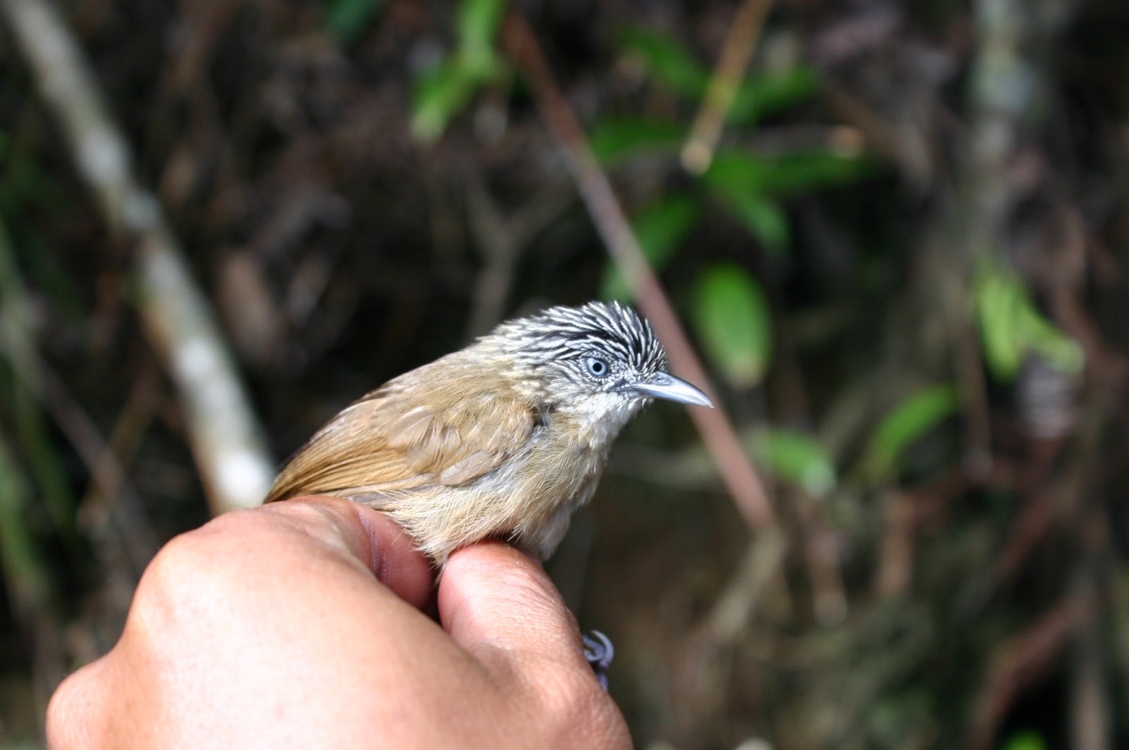 Blyth's frogmouth