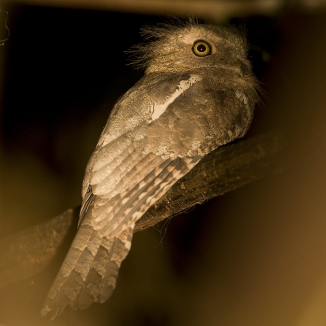 Blyth's Frogmouth