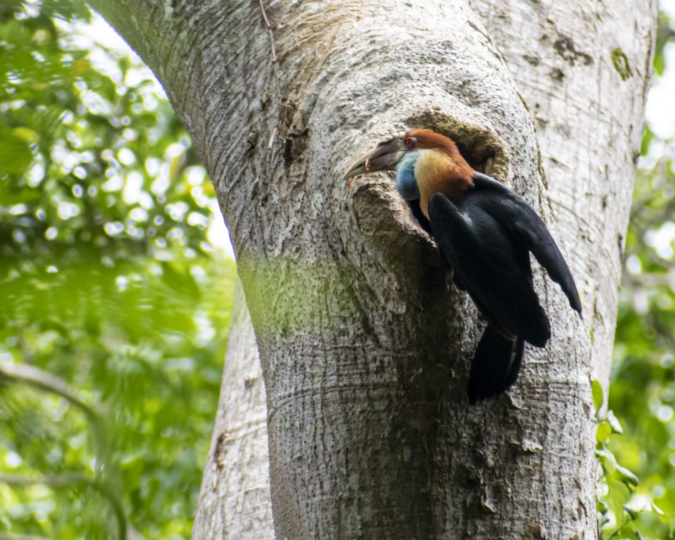 Blyth's hornbill