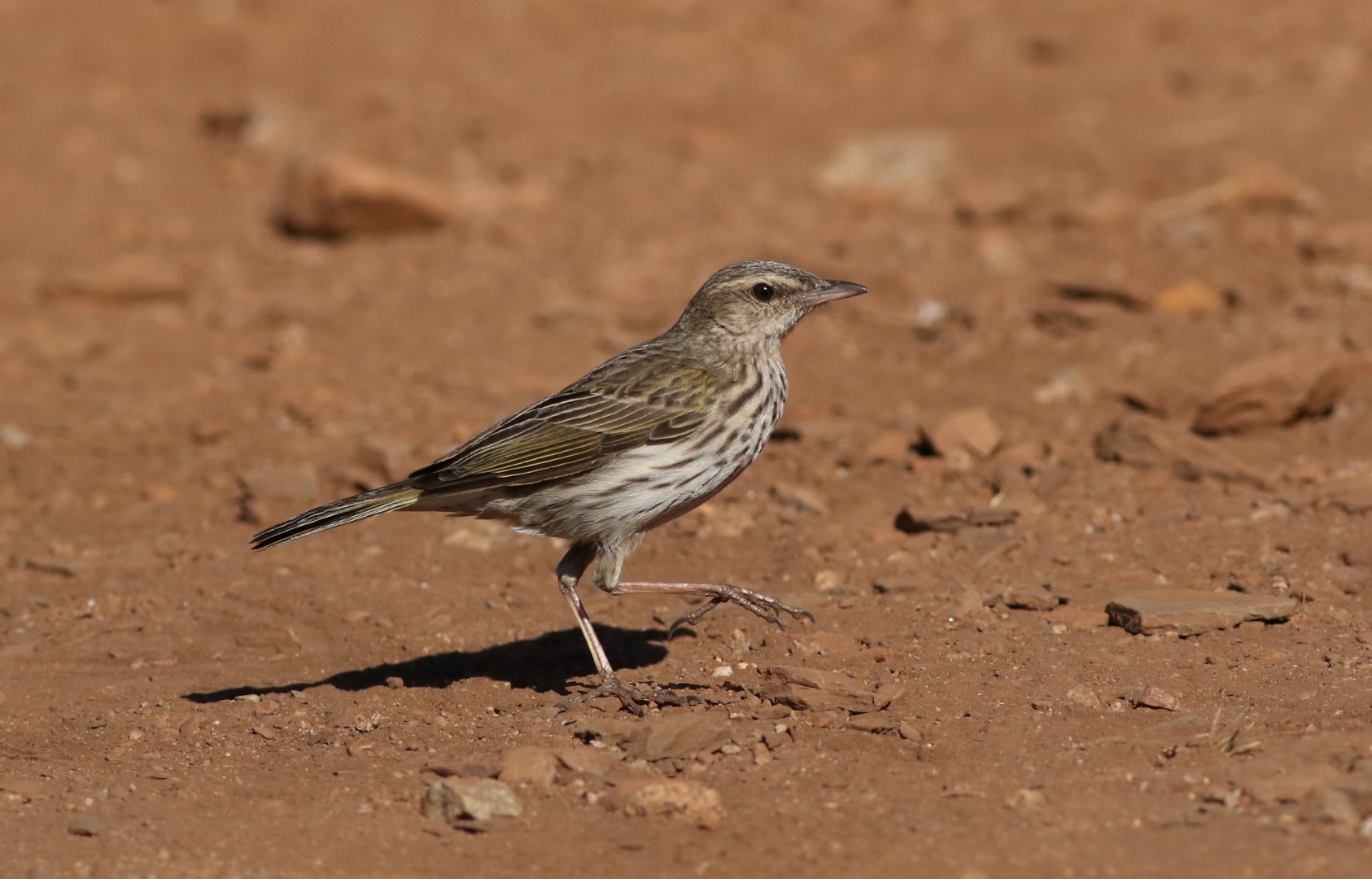 Blyth's Pipit