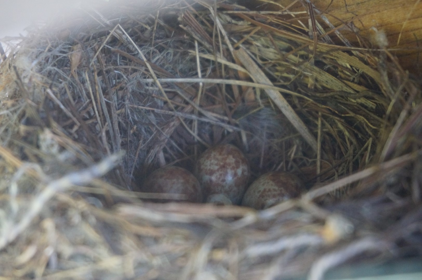 Blyth's reed warbler