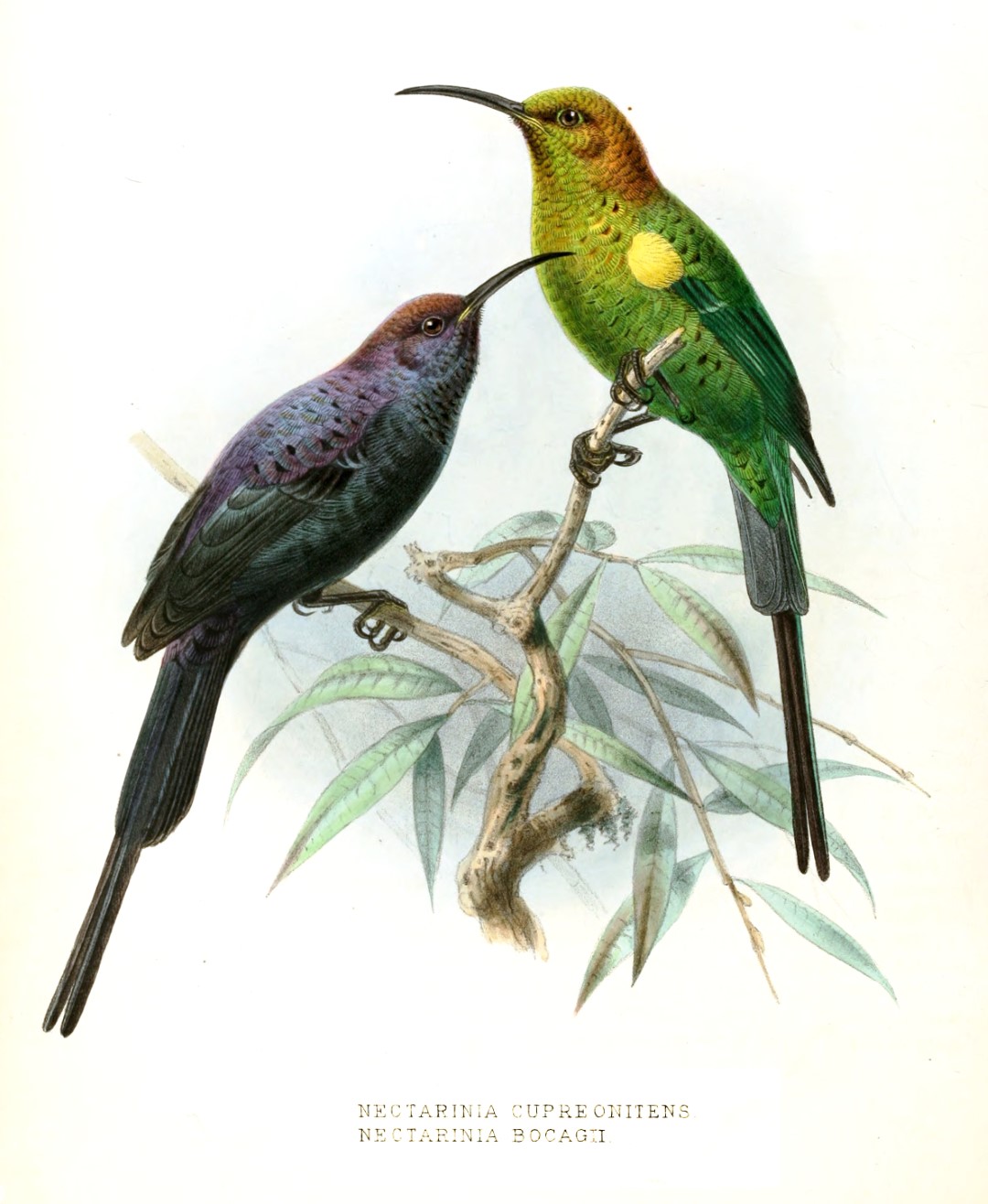 Bocage's Sunbird