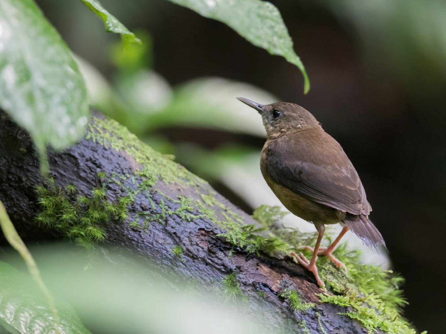 Bocage's Wagtail
