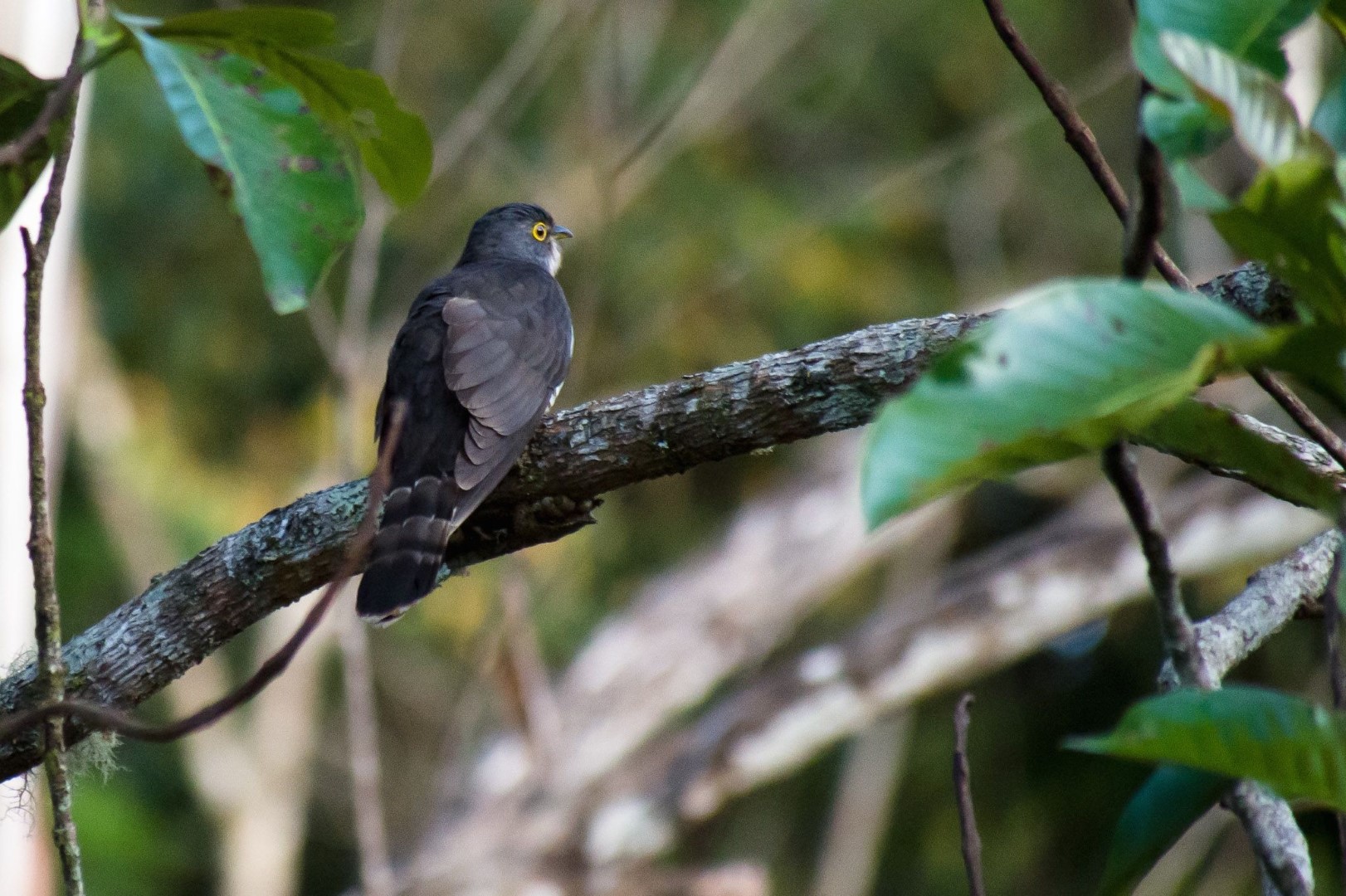 Bock's Hawk-Cuckoo