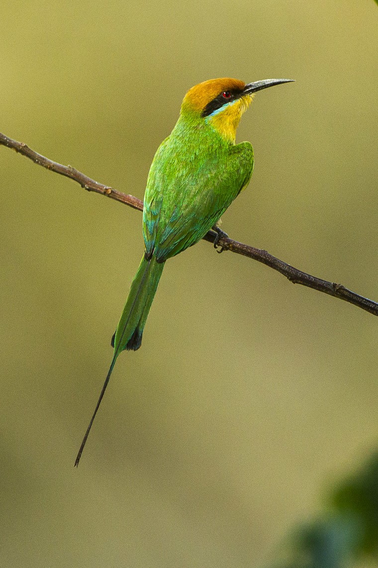 Boehm's Bee-eater