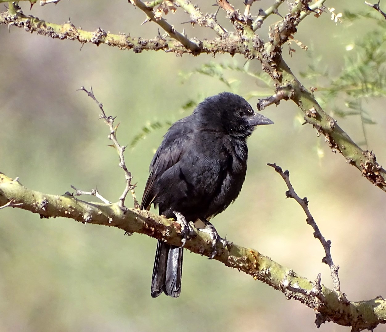 Bolivian Blackbird