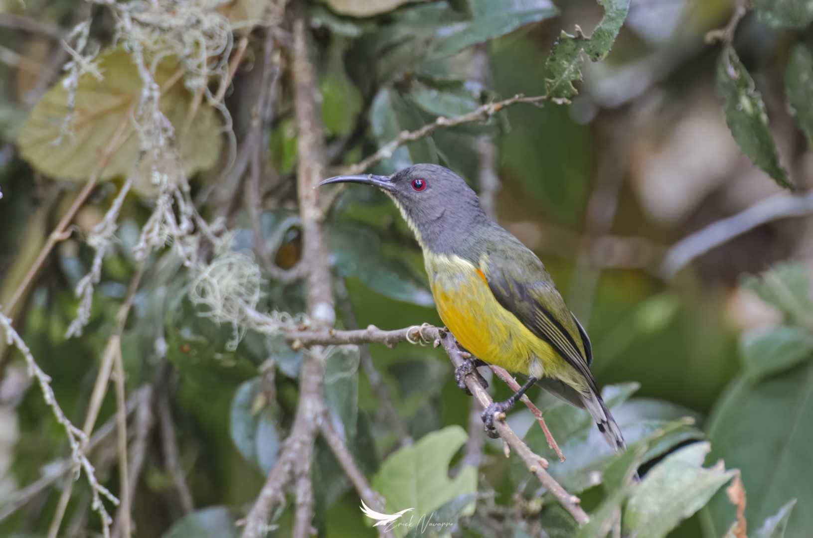 Bolton's Sunbird