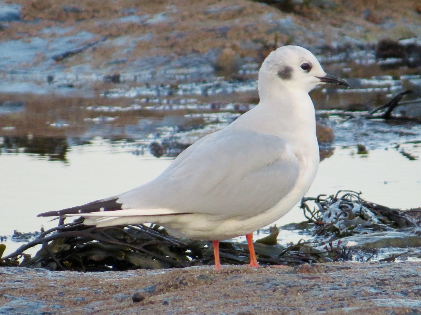 Bonaparte's Gull