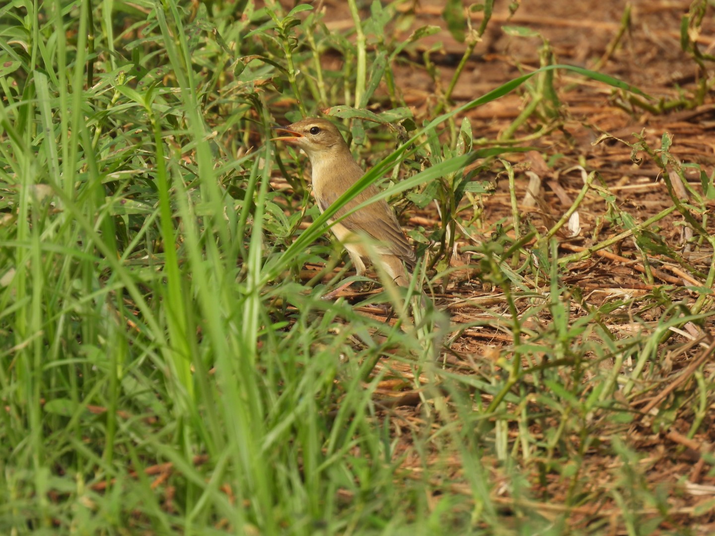 Booted Warbler