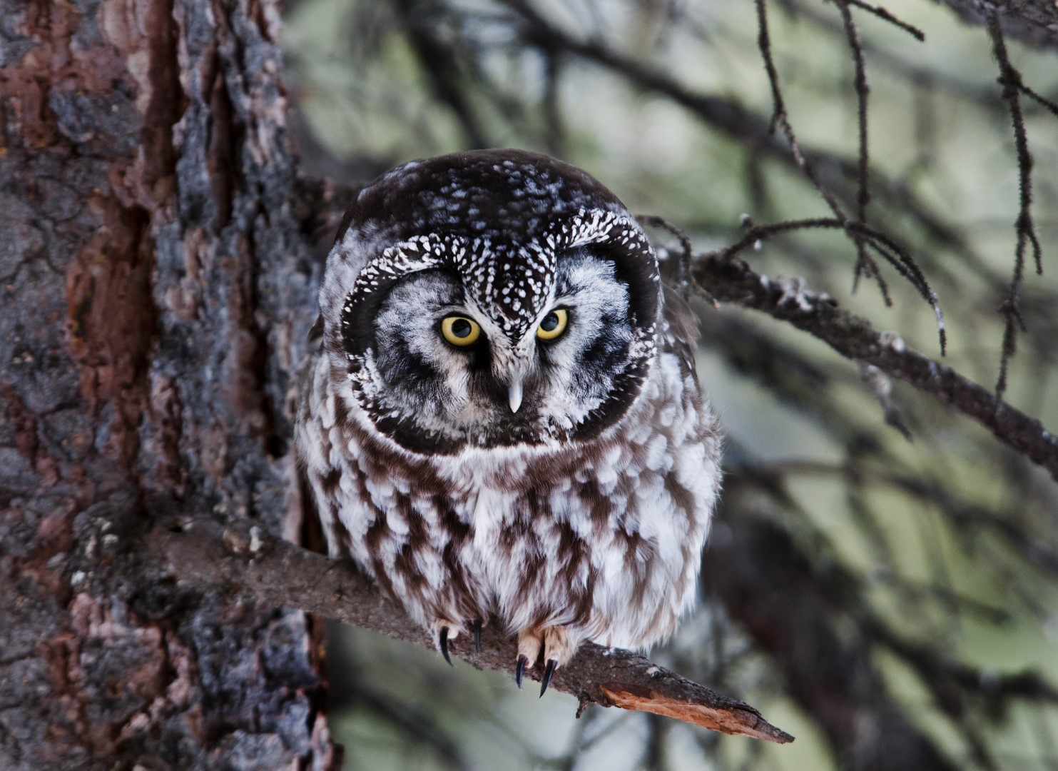Boreal Owl